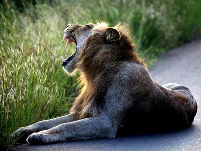 South Africa Kruger national park hunter reportedly killed by elephant lions eat his body | शिकारीसाठी गेलेल्या व्यक्तीची प्राण्यांनीच केली शिकार, हत्तीने चिरडले तर वाघाने खाल्ले!