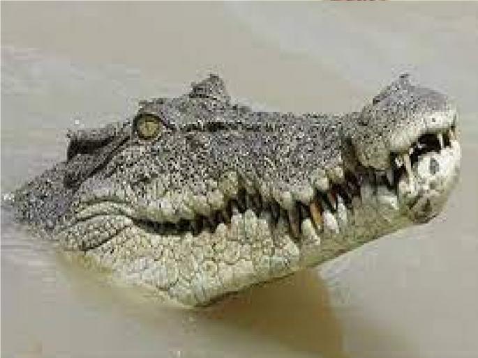 Crocodile found in Krishna river, workers stopped repairing the bridge out of fear | कृष्णा नदीपात्रात मगरीचे दर्शन, कामगारांनी भितीने पूल दुरुस्तीचे काम ठेवलं बंद Crocodile found in Krishna river, workers stopped repairing the bridge out of fear | कृष्णा नदीपात्रात मगरीचे दर्शन, कामगारांनी भितीने पूल दुरुस्तीचे काम ठेवलं बंद