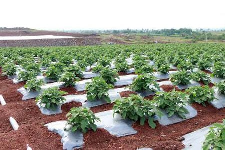 For the new 10 groups, under the National Sustainable Agriculture campaign. | राष्ट्रीय शाश्वत शेती अभियानांतर्गत नवीन १० गटांसाठी अर्ज मागविले !