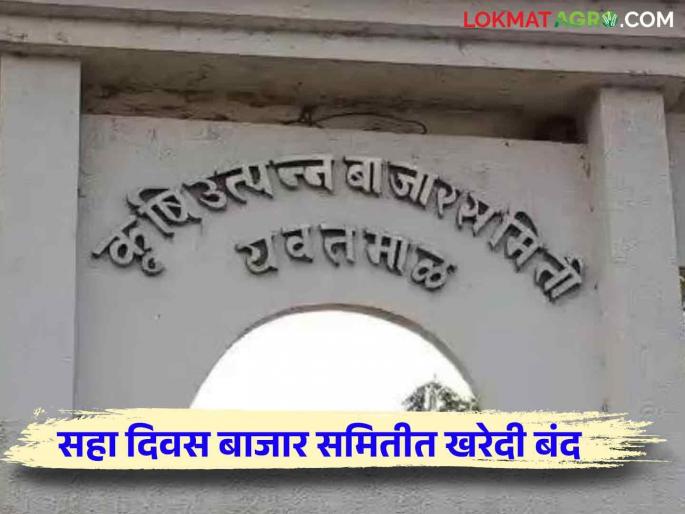 Market Committee : Market Committees transaction will start on next week | Market Committee : बाजार समितीत रात्री उशिरापर्यंत चालले मोजमाप; 'या' दिवशी सुरु होणार व्यवहार Market Committee : Market Committees transaction will start on next week | Market Committee : बाजार समितीत रात्री उशिरापर्यंत चालले मोजमाप; 'या' दिवशी सुरु होणार व्यवहार