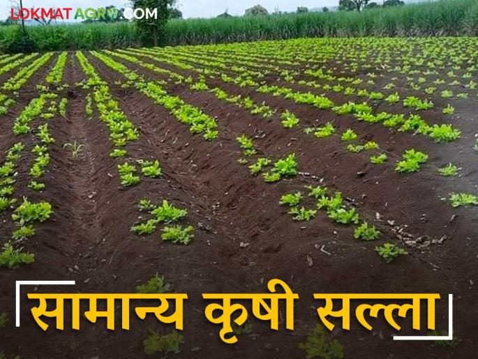 Agro Advisory: Read general agricultural advisory for jowar, wheat crops in detail | Agro Advisory : ज्वारी, गहू पिकांसाठी सामान्य कृषी सल्ला वाचा सविस्तर Agro Advisory: Read general agricultural advisory for jowar, wheat crops in detail | Agro Advisory : ज्वारी, गहू पिकांसाठी सामान्य कृषी सल्ला वाचा सविस्तर