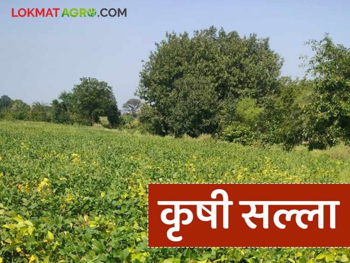 latest news Krushi Salla: Agricultural advice: How to take care of crops in changing climate? Read in detail | Krushi Salla : कृषी सल्ला : बदलत्या हवामानात पिकांची काळजी कशी घ्यावी? वाचा सविस्तर