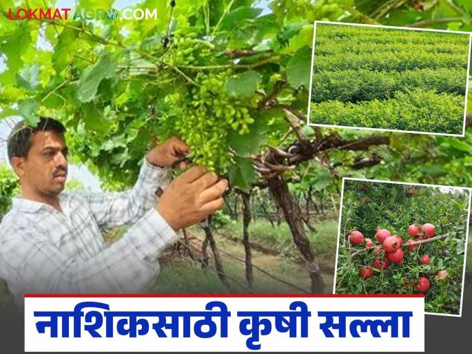 Latest News Cold wave hits Nashik, important agricultural advisory for grapes, pomegranates, gram crops | Nashik Cold Wave : नाशिकला थंडीची लाट, द्राक्ष, डाळिंब, हरभरा पिकासाठी महत्वाचा कृषी सल्ला 