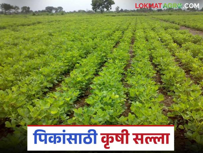 Krushi Salla : latest news Take care of crops in changing weather conditions, read detailed agricultural advice | krushi salla: बदलत्या हवामानात पिकांची अशी घ्या काळजी वाचा कृषी सल्ला सविस्तर Krushi Salla : latest news Take care of crops in changing weather conditions, read detailed agricultural advice | krushi salla: बदलत्या हवामानात पिकांची अशी घ्या काळजी वाचा कृषी सल्ला सविस्तर