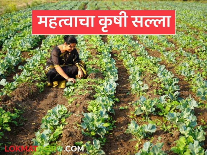 latest news Krushi Salla: Take these measures for crop protection; Read the detailed agricultural advice | Krushi Salla : पिक संरक्षणासाठी करा हे उपाय; वाचा कृषी सल्ला सविस्तर