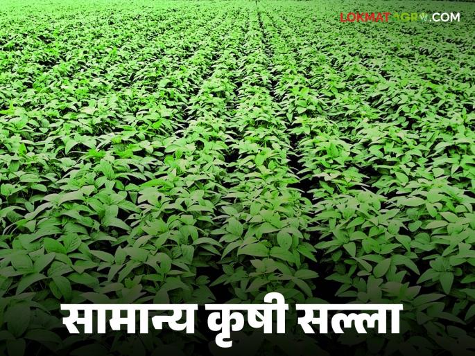 latest news Krushi Salla : What measures should be taken against pests in the face of climate change? Find out in detail | Krushi Salla : हवामान बदलात रोगकिडींवर कोणते उपाय करावे? जाणून घ्या सविस्तर