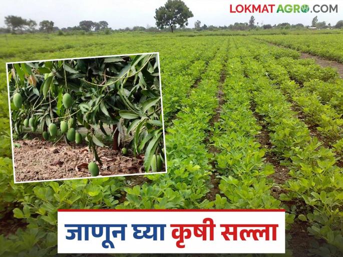 Krushi Salla: latest news Manage orchards including summer groundnut crops like this; Read detailed Krushi Salla | Krushi Salla: उन्हाळी भुईमूग पिकांसह फळबागांचे असे करा व्यवस्थापन; वाचा कृषी सल्ला सविस्तर Krushi Salla: latest news Manage orchards including summer groundnut crops like this; Read detailed Krushi Salla | Krushi Salla: उन्हाळी भुईमूग पिकांसह फळबागांचे असे करा व्यवस्थापन; वाचा कृषी सल्ला सविस्तर