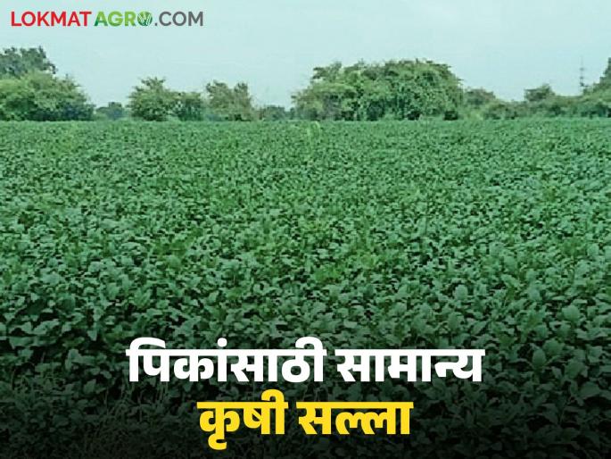 latest news Krushi Salla : Signs of climate change; Farmers should follow 'these' tips before rabi sowing | Krushi Salla : हवामानात बदलाची चिन्हे; रब्बी पेरणीपूर्वी शेतकऱ्यांनी 'या' उपाययोजना कराव्यात