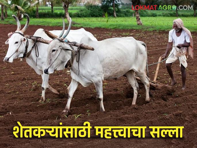 latest news Krushi Salla: Important advice for farmers: Guidance on turmeric, sesame, mango, banana | Krushi Salla : शेतकऱ्यांसाठी महत्त्वाचा सल्ला: हळद, तीळ, आंबा, केळीस मार्गदर्शन वाचा सविस्तर