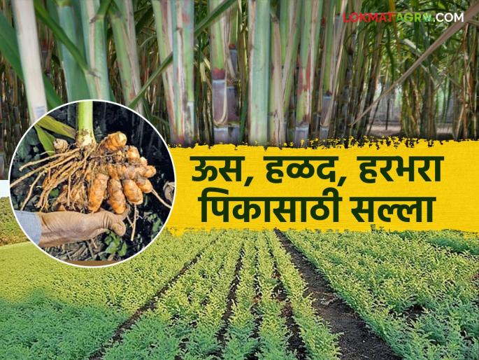 Krushi salla: Take care of crops and livestock during the rising sun, read in detail | Krushi salla : वाढत्या उन्हात पिकांची अशी घ्या काळजी वाचा सविस्तर Krushi salla: Take care of crops and livestock during the rising sun, read in detail | Krushi salla : वाढत्या उन्हात पिकांची अशी घ्या काळजी वाचा सविस्तर