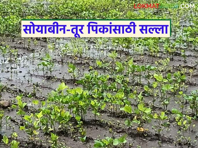 latest news Krushi Salla: Marathwada rains; Read special agricultural guidance for farmers in detail | Krushi Salla : मराठवाड्यात पाऊस; शेतकऱ्यांसाठी खास कृषी मार्गदर्शन वाचा सविस्तर