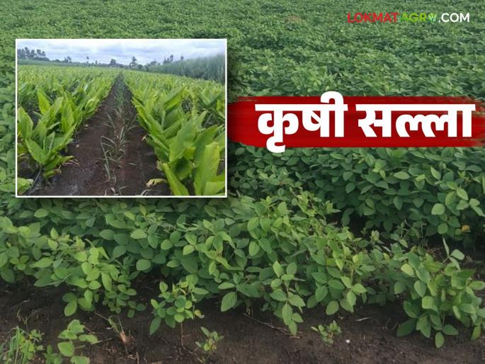 latest news Krushi Salla: University has given agricultural advice to Marathwada farmers. Read in detail | Krushi Salla : मराठवाड्यातील शेतकऱ्यांसाठी विद्यापीठाने दिलाय कृषी सल्ला वाचा सविस्तर latest news Krushi Salla: University has given agricultural advice to Marathwada farmers. Read in detail | Krushi Salla : मराठवाड्यातील शेतकऱ्यांसाठी विद्यापीठाने दिलाय कृषी सल्ला वाचा सविस्तर