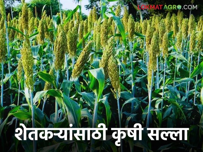 latest news Krushi Salla: Soybean-tur crops at risk; What should farmers do? Read in detail | Krushi Salla : सोयाबीन–ज्वारी पिकांना धोका; शेतकऱ्यांनी काय करावे? वाचा सविस्तर