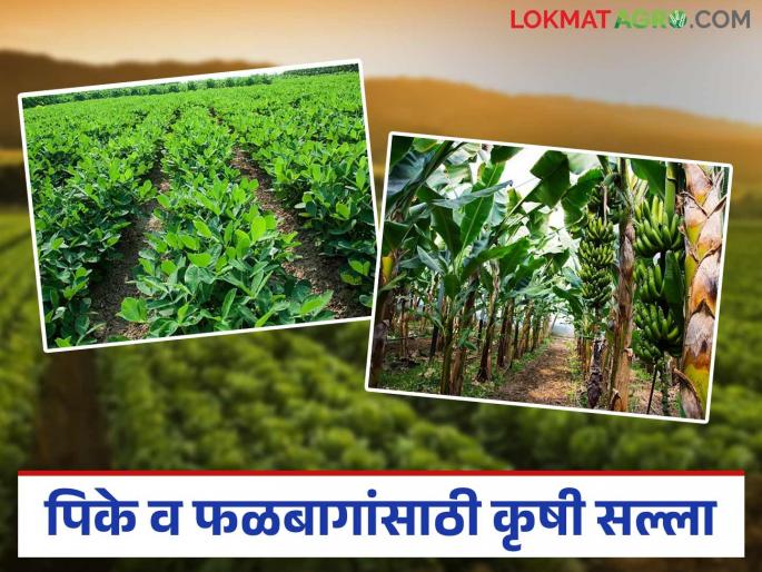 Krushi salla: latest news Climate change: Farmers should take precautionary measures Read in detail | Krushi salla: हवामानात बदल: शेतकऱ्यांनी घ्यावेत खबरदारीचे उपाय वाचा सविस्तर Krushi salla: latest news Climate change: Farmers should take precautionary measures Read in detail | Krushi salla: हवामानात बदल: शेतकऱ्यांनी घ्यावेत खबरदारीचे उपाय वाचा सविस्तर