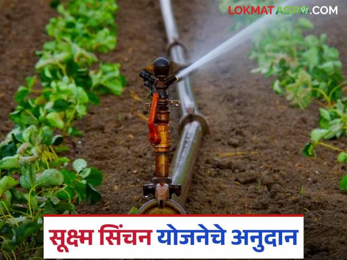 Latest News Krushi Sinchan Yojana Fund distribution for subsidy under micro irrigation scheme | Krushi Sinchan Yojana : सूक्ष्म कृषी सिंचन योजनेच्या अनुदानाबाबत महत्वाचा शासन निर्णय, वाचा सविस्तर  Latest News Krushi Sinchan Yojana Fund distribution for subsidy under micro irrigation scheme | Krushi Sinchan Yojana : सूक्ष्म कृषी सिंचन योजनेच्या अनुदानाबाबत महत्वाचा शासन निर्णय, वाचा सविस्तर