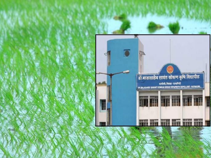 One click to get information about crops in Konkan, Website updated by Konkan Agricultural University | एका क्लिकवर मिळणार कोकणातील पिकांची माहिती, कोकण कृषी विद्यापीठाकडून संकेतस्थळ अद्ययावत One click to get information about crops in Konkan, Website updated by Konkan Agricultural University | एका क्लिकवर मिळणार कोकणातील पिकांची माहिती, कोकण कृषी विद्यापीठाकडून संकेतस्थळ अद्ययावत