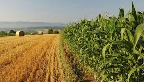 Washim district administration emphasizes on effective implementation of agricultural development schemes | कृषी विकासाच्या योजनांची प्रभावी अंमलबजावणी करण्यावर वाशिम जिल्हा प्रशासनाचा भर Washim district administration emphasizes on effective implementation of agricultural development schemes | कृषी विकासाच्या योजनांची प्रभावी अंमलबजावणी करण्यावर वाशिम जिल्हा प्रशासनाचा भर