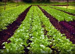 Enhancement of power connections till Aug. D. Patil: Free the way for 2.5 lakh connectivity; The hope of decreasing the bill | शेतीपंपांच्या वीज जोडणीेस आॅगस्टपर्यंत सुरक्षा -एन. डी. पाटील : अडीच लाख जोडणीचा मार्ग मोकळा; बिल कमी होण्याची आशा Enhancement of power connections till Aug. D. Patil: Free the way for 2.5 lakh connectivity; The hope of decreasing the bill | शेतीपंपांच्या वीज जोडणीेस आॅगस्टपर्यंत सुरक्षा -एन. डी. पाटील : अडीच लाख जोडणीचा मार्ग मोकळा; बिल कमी होण्याची आशा