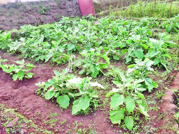 ... Another message came to the farmer, Corona returned to the village | ...अन् संदेश झाला शेतकरी, कोरोनामुळे परतला गावी ... Another message came to the farmer, Corona returned to the village | ...अन् संदेश झाला शेतकरी, कोरोनामुळे परतला गावी