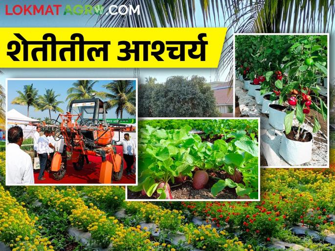 what are you saying Black carrots and three and a half feet of pearl millet panicle | काय सांगताय.. काळे गाजर अन् साडेतीन फूट कणसाची बाजरी what are you saying Black carrots and three and a half feet of pearl millet panicle | काय सांगताय.. काळे गाजर अन् साडेतीन फूट कणसाची बाजरी