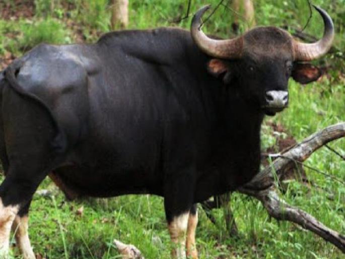 The young man survived the Gaur attack in Kasbe Digraj Sangli district | कसबे डिग्रजला गव्याच्या हल्ल्यात तरुण बचावला The young man survived the Gaur attack in Kasbe Digraj Sangli district | कसबे डिग्रजला गव्याच्या हल्ल्यात तरुण बचावला