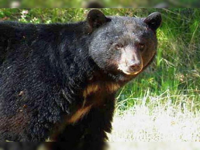 Farmer injured in bear attack, incident in Chopan area of Arvi taluka | अस्वलीच्या हल्ल्यात शेतकरी गंभीर, आर्वी तालुक्यातील चोपण परिसरातील घटना Farmer injured in bear attack, incident in Chopan area of Arvi taluka | अस्वलीच्या हल्ल्यात शेतकरी गंभीर, आर्वी तालुक्यातील चोपण परिसरातील घटना