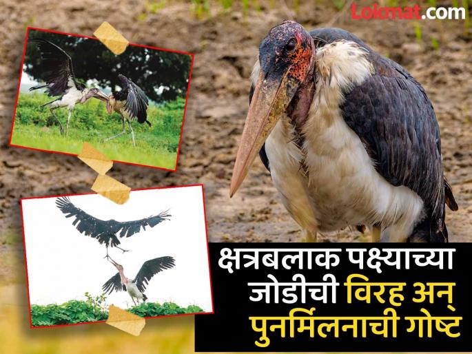 'Tere Sang Pyaar Mein Nahi Todna...' The story of the estrangement and reunion of a rare Kshatrabalak bird pair | ‘तेरे संग प्यार में नहीं तोडना...’ क्षत्रबलाक पक्ष्याच्या जोडीची विरह अन् पुनर्मिलनाची गोष्ट 'Tere Sang Pyaar Mein Nahi Todna...' The story of the estrangement and reunion of a rare Kshatrabalak bird pair | ‘तेरे संग प्यार में नहीं तोडना...’ क्षत्रबलाक पक्ष्याच्या जोडीची विरह अन् पुनर्मिलनाची गोष्ट