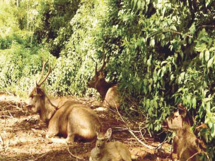 Half of the animals are extinct in the hills of Pune; Many people changed their residence due to the decline of Malra | पुण्याच्या टेकड्यांवरून निम्मे प्राणी लुप्तप्राय; माळरानं कमी झाल्याने अनेकांनी रहिवास बदलला Half of the animals are extinct in the hills of Pune; Many people changed their residence due to the decline of Malra | पुण्याच्या टेकड्यांवरून निम्मे प्राणी लुप्तप्राय; माळरानं कमी झाल्याने अनेकांनी रहिवास बदलला