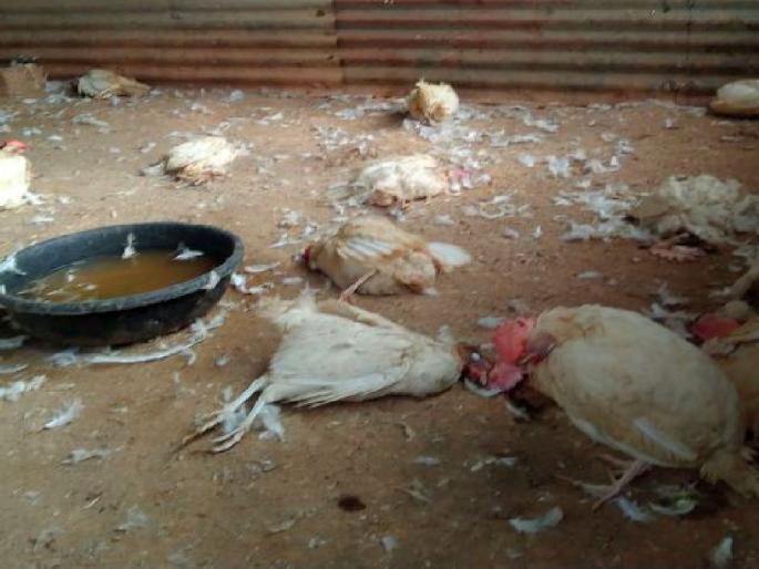 375 chickens died as wild animal attacks in the poultry farm in chandrapur | बापरे ! पोल्ट्री फार्ममधील कोंबड्यांवर तुटून पडले वन्यप्राणी, तब्बल ३७५ कोंबड्यांचा मृत्यू 375 chickens died as wild animal attacks in the poultry farm in chandrapur | बापरे ! पोल्ट्री फार्ममधील कोंबड्यांवर तुटून पडले वन्यप्राणी, तब्बल ३७५ कोंबड्यांचा मृत्यू