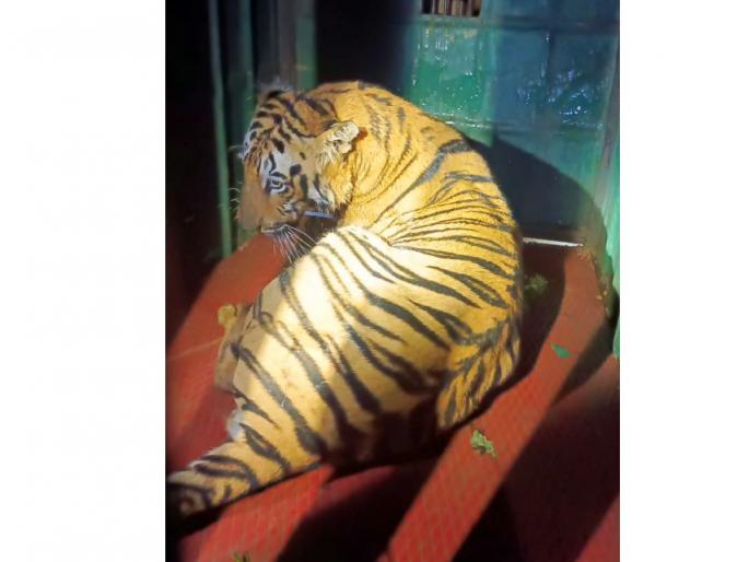Chandrapur | Man-eater Tiger That Killed three People Captured | अखेर तिघांचा बळी घेणारा ‘तो’ नरभक्षक वाघ जेरबंद Chandrapur | Man-eater Tiger That Killed three People Captured | अखेर तिघांचा बळी घेणारा ‘तो’ नरभक्षक वाघ जेरबंद