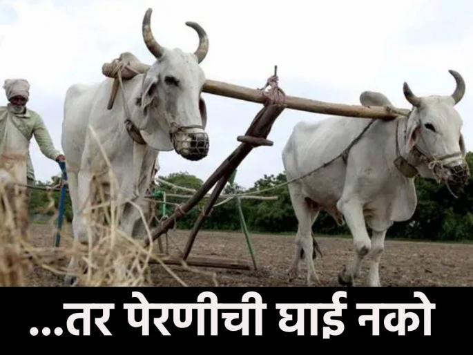If there is no rain suitable for sowing in Marathwada, there should be no rush for sowing, these districts should take care | मराठवाड्यात पेरणीयोग्य पाऊस नसेल तर पेरणीची घाई नको, या जिल्ह्यांनी घ्यावी काळजी If there is no rain suitable for sowing in Marathwada, there should be no rush for sowing, these districts should take care | मराठवाड्यात पेरणीयोग्य पाऊस नसेल तर पेरणीची घाई नको, या जिल्ह्यांनी घ्यावी काळजी