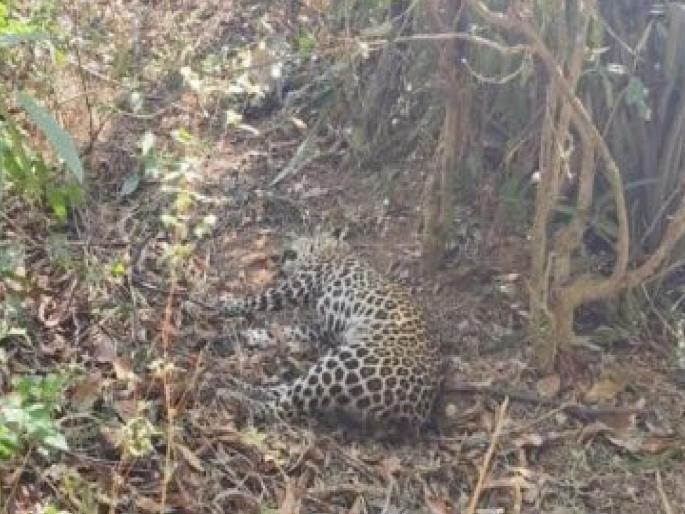 Leopard found dead in Kudal Nerur Sindhudurg forest department starts investigation | Sindhudurg: कुडाळ नेरूर येथे बिबट्या मृतावस्थेत आढळला, वनविभागाकडून चौकशी सुरू Leopard found dead in Kudal Nerur Sindhudurg forest department starts investigation | Sindhudurg: कुडाळ नेरूर येथे बिबट्या मृतावस्थेत आढळला, वनविभागाकडून चौकशी सुरू
