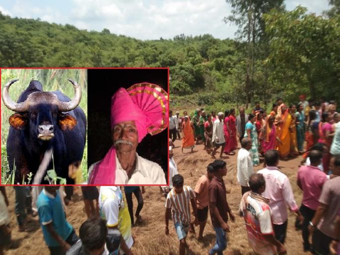 Kudalwadi village is in mourning after the death of Bhikaji Gundu Berkal in a gang attack | Kolhapur: भिकूआबा, आम्हासनी आता पाणी आल्याचे कोण सांगणार; गव्याच्या हल्ल्यात झाला मृत्यू  Kudalwadi village is in mourning after the death of Bhikaji Gundu Berkal in a gang attack | Kolhapur: भिकूआबा, आम्हासनी आता पाणी आल्याचे कोण सांगणार; गव्याच्या हल्ल्यात झाला मृत्यू