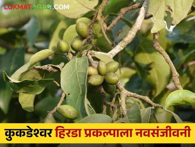 2 Crore subsidy from State Govt giving to Kukadeshwar Tribal Hirada Project | Kukdeshwar Hirda Project : कुकडेश्वर आदिवासी हिरडा प्रकल्पाला राज्य सरकारकडून २ कोटी अनुदान 2 Crore subsidy from State Govt giving to Kukadeshwar Tribal Hirada Project | Kukdeshwar Hirda Project : कुकडेश्वर आदिवासी हिरडा प्रकल्पाला राज्य सरकारकडून २ कोटी अनुदान
