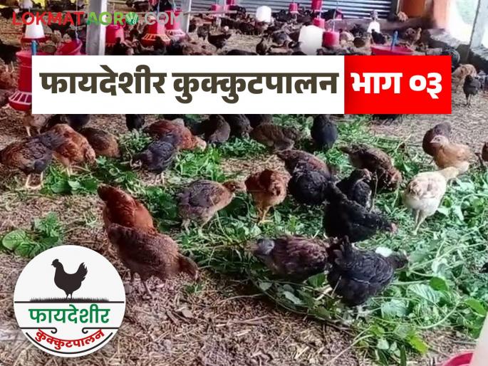 Latest News Poultry Farming Broiler or barn for chicken farming And which method best Read in detail | Poultry Farming : कोंबडीपालनासाठी ब्रायलर की गावरान? अन् कोणती पद्धत बेस्ट राहील? वाचा सविस्तर  Latest News Poultry Farming Broiler or barn for chicken farming And which method best Read in detail | Poultry Farming : कोंबडीपालनासाठी ब्रायलर की गावरान? अन् कोणती पद्धत बेस्ट राहील? वाचा सविस्तर