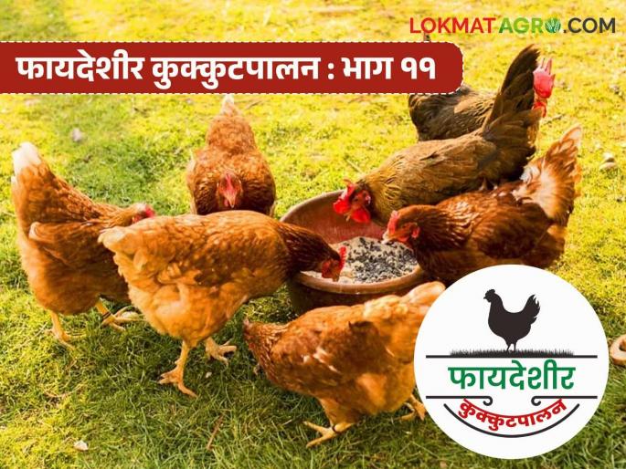 Latest News Poultry Farming Gram Priya Kombdi breed of chicken produces 220 eggs per year, know the details | Gram Priya Kombdi : 'या' जातीच्या कोंबडीद्वारे वर्षाकाठी मिळतात 220 अंडी, जाणून घ्या सविस्तर Latest News Poultry Farming Gram Priya Kombdi breed of chicken produces 220 eggs per year, know the details | Gram Priya Kombdi : 'या' जातीच्या कोंबडीद्वारे वर्षाकाठी मिळतात 220 अंडी, जाणून घ्या सविस्तर