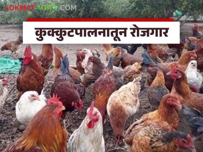 Latest news Poultry Farm Women from self-help group set up poultry farming business with Rs. 80 thousand | Poultry Farm : 80 हजार रूपयांतून उभारला कुक्कुटपालन व्यवसाय, आता महिन्याला.... Latest news Poultry Farm Women from self-help group set up poultry farming business with Rs. 80 thousand | Poultry Farm : 80 हजार रूपयांतून उभारला कुक्कुटपालन व्यवसाय, आता महिन्याला....