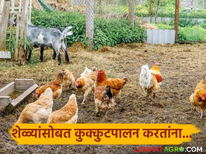 Latest News poultry with goat farming is very beneficial for farmers cost decrease and income increase | Goat-Poultry Farming : शेळ्यांसोबत करा कुक्कुटपालन, खर्च कमी, उत्पन्नाची दुप्पट हमी 