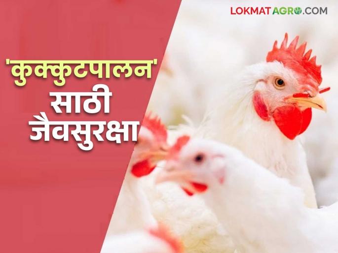 Kukut Palan : Do this simple thing to prevent the spread of diseases in poultry farming; Let's see in detail | Kukut Palan : कुक्कुटपालनात रोगांचा प्रसार टाळण्यासाठी करा हे सोपे उपाय; पाहूया सविस्तर