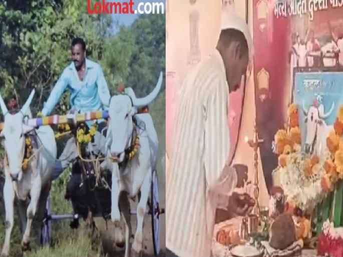The death of a bull called Kundal of Dhamod village kolhapur who used to compete in bullock cart races | Kolhapur: बैलगाडी शर्यती गाजवणारा कुंडल 'देवाघरी' गेला, मालकाने केलं विधिवत अंत्यसंस्कार-video The death of a bull called Kundal of Dhamod village kolhapur who used to compete in bullock cart races | Kolhapur: बैलगाडी शर्यती गाजवणारा कुंडल 'देवाघरी' गेला, मालकाने केलं विधिवत अंत्यसंस्कार-video