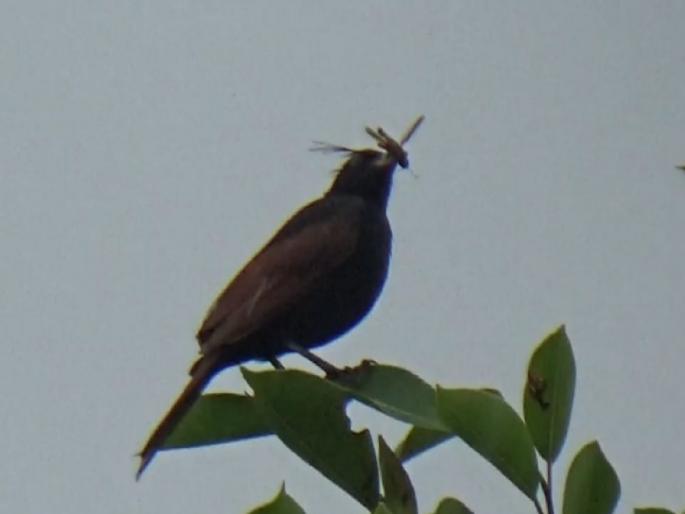 Arrival of Atibaj Yuvraj party in Kundal area of Palus taluka sangli | ऐटबाज युवराजाची कुंडलच्या डोंगरावर वर्षा सहल, तुरेवाल्या भारीट पक्ष्याने वेधले लक्ष Arrival of Atibaj Yuvraj party in Kundal area of Palus taluka sangli | ऐटबाज युवराजाची कुंडलच्या डोंगरावर वर्षा सहल, तुरेवाल्या भारीट पक्ष्याने वेधले लक्ष