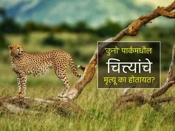 cheetahs in kuno national park death due to radio collars Pm Modi government statement came after expert claims | 'कुनो' पार्कमधील चित्त्यांचे मृत्यू का होतायत? तज्ज्ञांच्या दाव्यावर सरकार म्हणे- शक्यच नाही! cheetahs in kuno national park death due to radio collars Pm Modi government statement came after expert claims | 'कुनो' पार्कमधील चित्त्यांचे मृत्यू का होतायत? तज्ज्ञांच्या दाव्यावर सरकार म्हणे- शक्यच नाही!