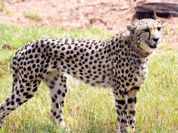 8 more cheetahs to be brought from Botswana in Africa; 4 more likely to arrive by next month | आफ्रिकेतील बोत्स्वानातून आणणार आणखी ८ चित्ते; पुढील महिन्यापर्यंत ४ चित्ते दाखल होण्याची शक्यता 8 more cheetahs to be brought from Botswana in Africa; 4 more likely to arrive by next month | आफ्रिकेतील बोत्स्वानातून आणणार आणखी ८ चित्ते; पुढील महिन्यापर्यंत ४ चित्ते दाखल होण्याची शक्यता