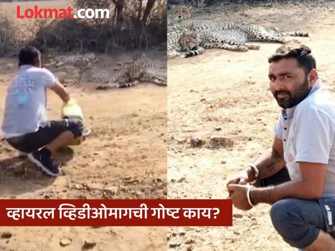 The man who watered the cheetahs in Kuno National Park told the whole story | 'मला ते बघवलं गेलं नाही आणि मी त्यांना पाणी दिलं, पण...'; चित्त्यांना पाणी पाजणाऱ्या व्यक्तीने काय सांगितलं? The man who watered the cheetahs in Kuno National Park told the whole story | 'मला ते बघवलं गेलं नाही आणि मी त्यांना पाणी दिलं, पण...'; चित्त्यांना पाणी पाजणाऱ्या व्यक्तीने काय सांगितलं?