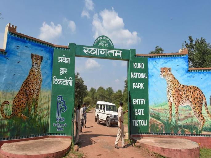 kuno-national-park-one-more-namibia-cheetah-died | कुनो राष्ट्रीय उद्यानात आणखी एका चित्त्याच्या मृत्यू; 11 महिन्यांत 9 चित्ते दगावले
