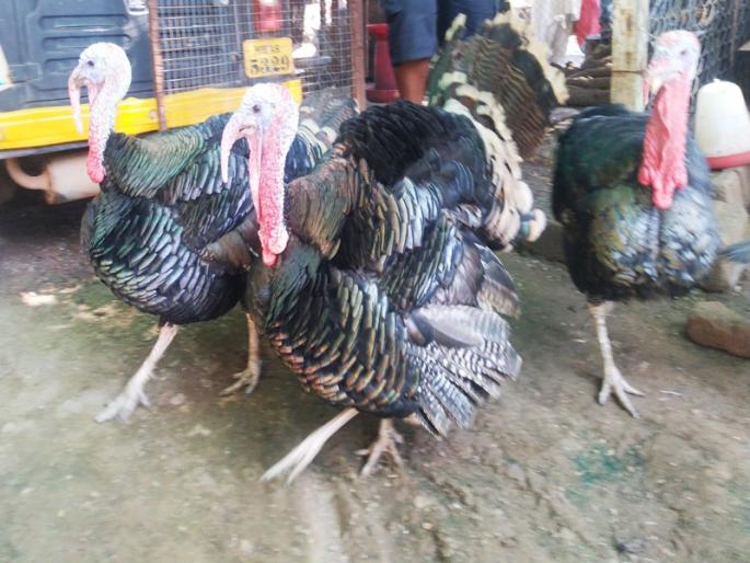 Navlai ... Shy turkey chicken dancing thui thui is the highlight of all | नवलाई...थुई थुई नाचणारी लाजाळू टर्की कोंबडी सर्वाचेच आकर्षण
