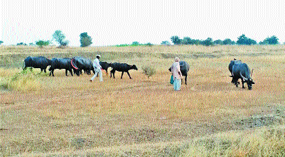 The Kurnaur Dam is over; Water conservation at Akkalkot | कुरनूर धरण आटले; अक्कलकोटवर जलसंकट The Kurnaur Dam is over; Water conservation at Akkalkot | कुरनूर धरण आटले; अक्कलकोटवर जलसंकट