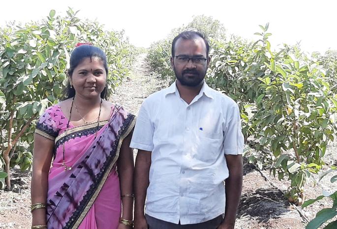 Israeli cultivation; Sow 2 lakhs in two acres | इस्राईल पद्धतीने केली लागवड; दोन एकरांत घेतले ३६ लाखांचे पेरू