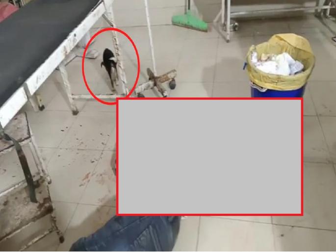 Uttar Pradesh Kushinagar News: Injured person laid on ground in govt hospital; dog came and licked his blood | धक्कादायक! अपघातातील जखमी व्यक्तीला फरशीवर झोपवले; कुत्रा येऊन रक्त चाटून गेला Uttar Pradesh Kushinagar News: Injured person laid on ground in govt hospital; dog came and licked his blood | धक्कादायक! अपघातातील जखमी व्यक्तीला फरशीवर झोपवले; कुत्रा येऊन रक्त चाटून गेला