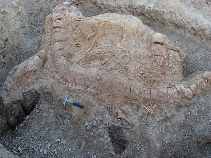 Remains of India's first fishery found in Gujarat | भारतात प्रथमच सापडले इकथ्योसोरचे अवशेष, ज्युरासिककालीन प्राणी Remains of India's first fishery found in Gujarat | भारतात प्रथमच सापडले इकथ्योसोरचे अवशेष, ज्युरासिककालीन प्राणी